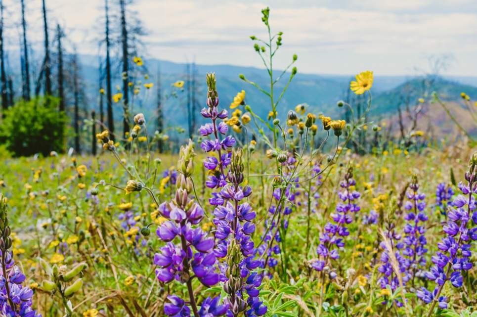 wild flower mixture